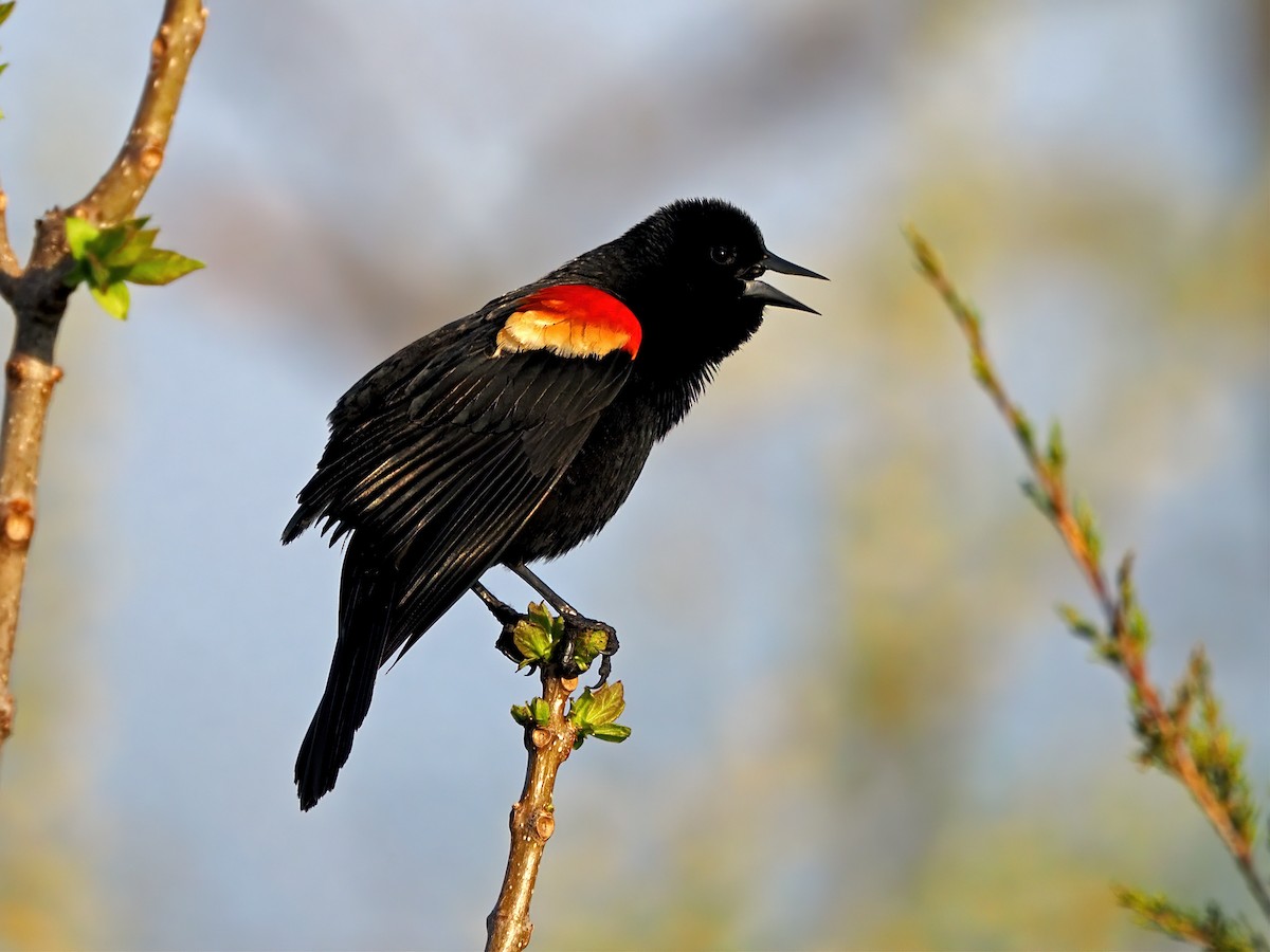 Red-winged Blackbird - Gary Mueller