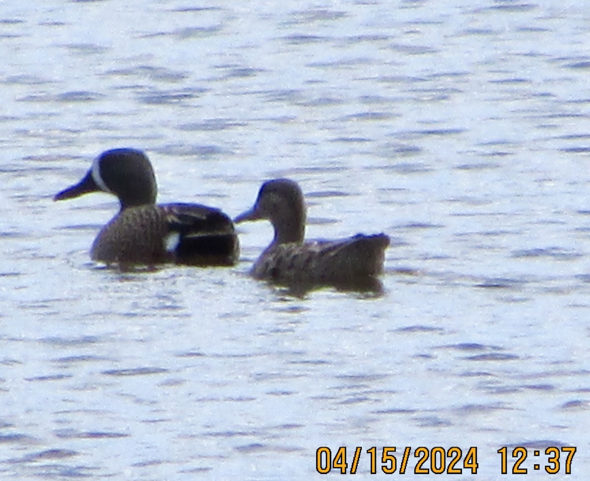 Blue-winged Teal - ML617426221