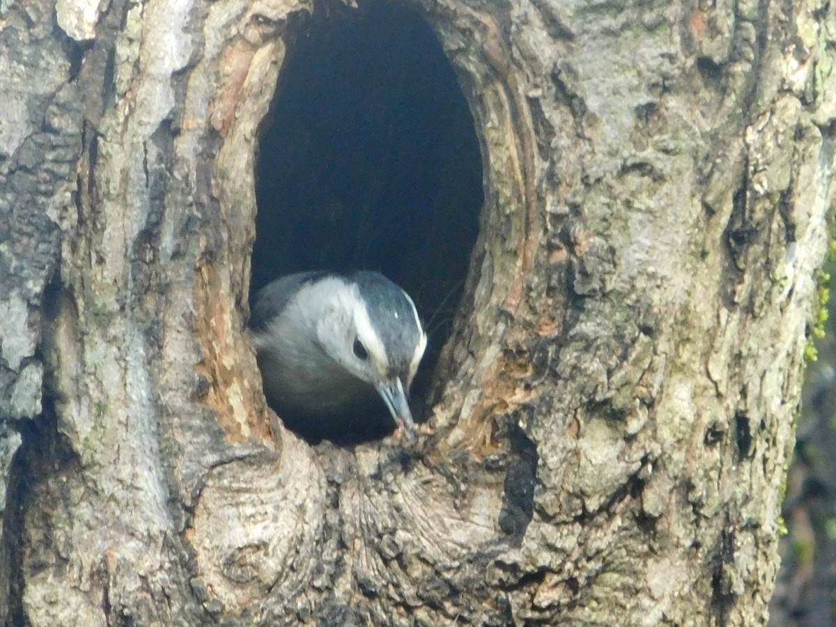 White-breasted Nuthatch - ML617426236
