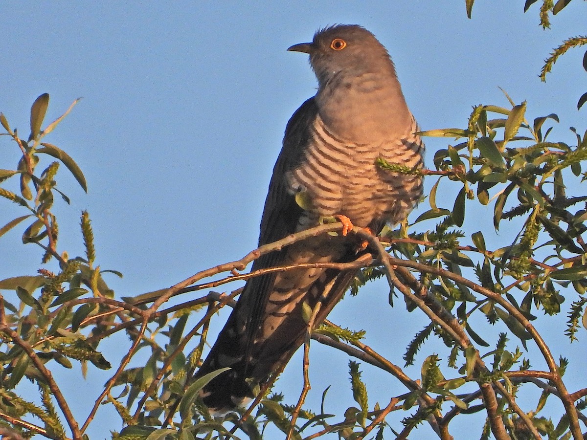 Common Cuckoo - ML617426246