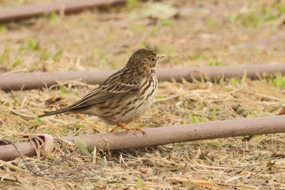 Meadow Pipit - ML617426262