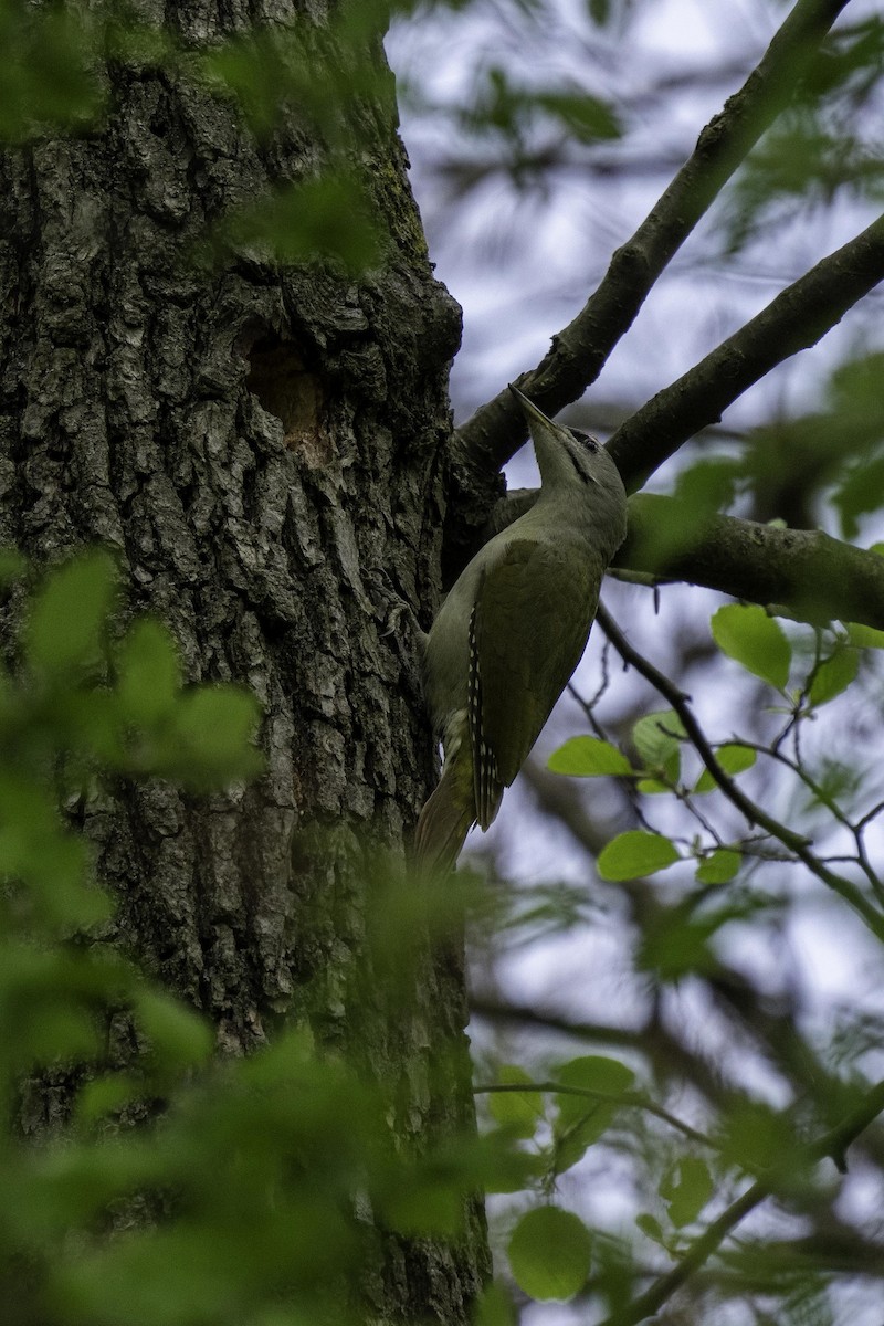 Gray-headed Woodpecker - Holger Schneider