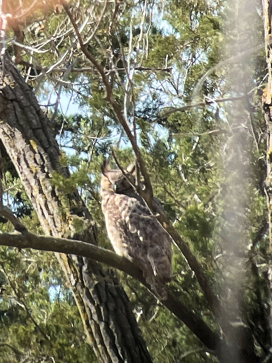 Great Horned Owl - ML617426492