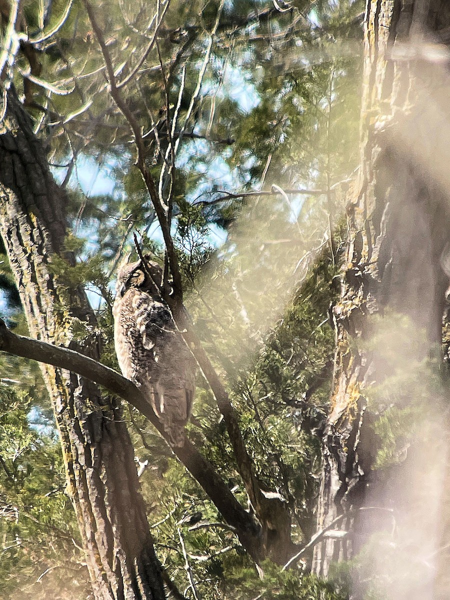 Great Horned Owl - ML617426493