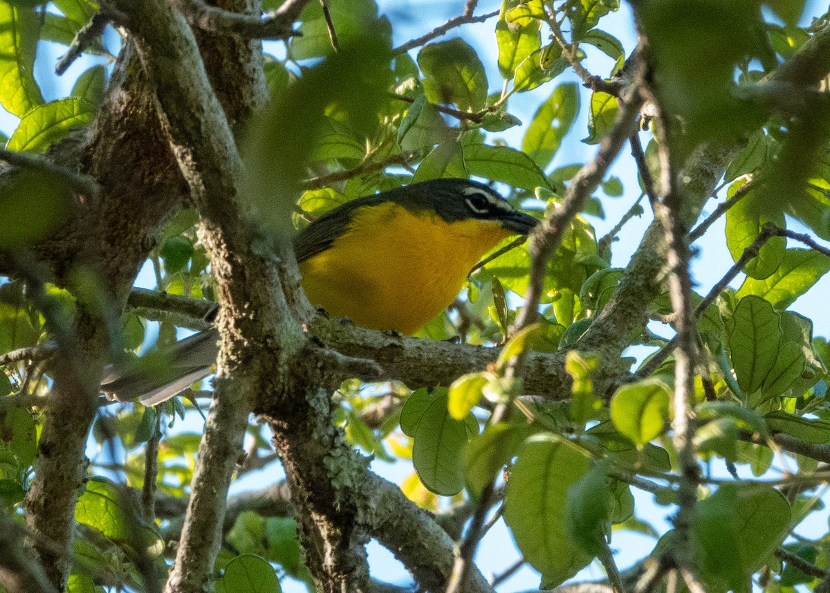 Yellow-breasted Chat - ML617426501