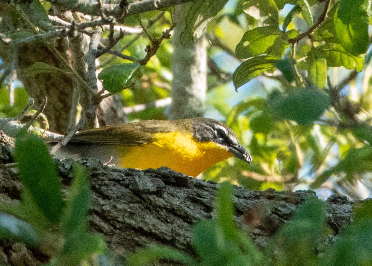Yellow-breasted Chat - ML617426504