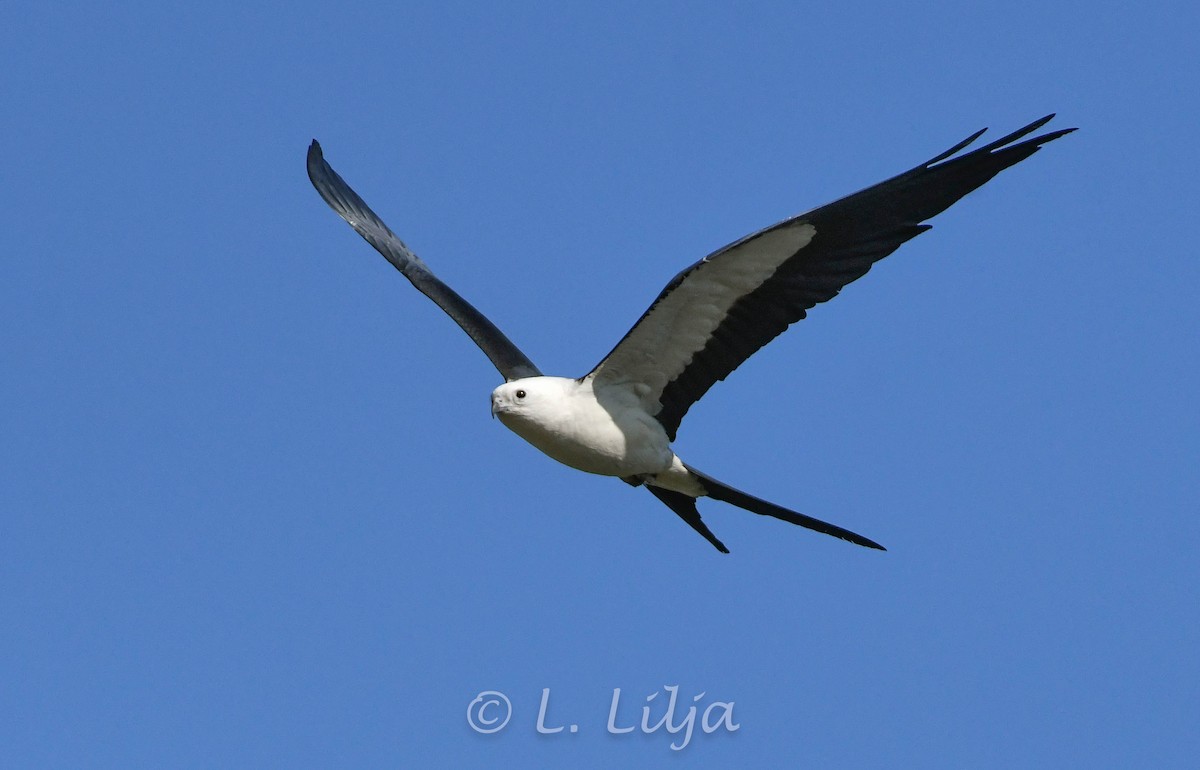 Swallow-tailed Kite - Lorri Lilja