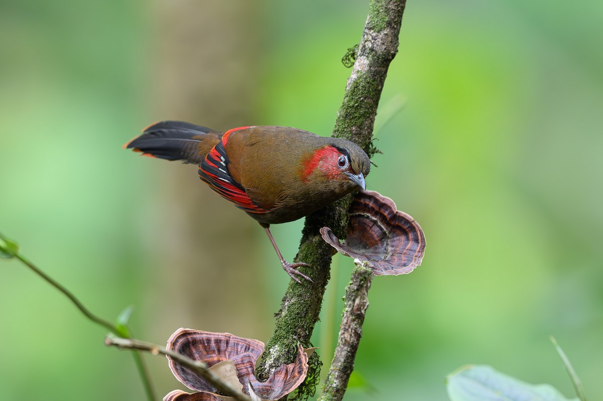 Red-faced Liocichla - ML617426556