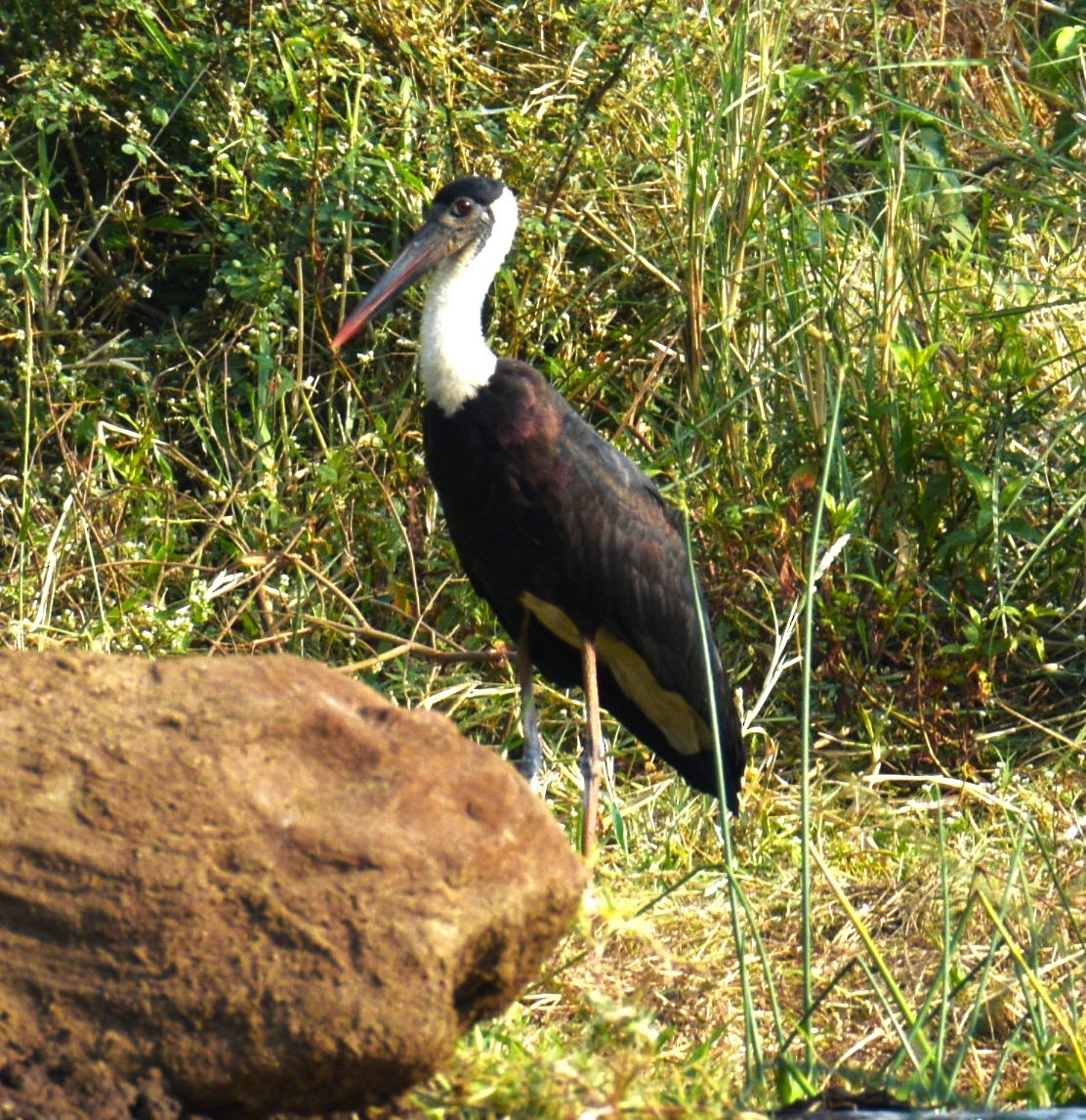 Asian Woolly-necked Stork - ML617426557