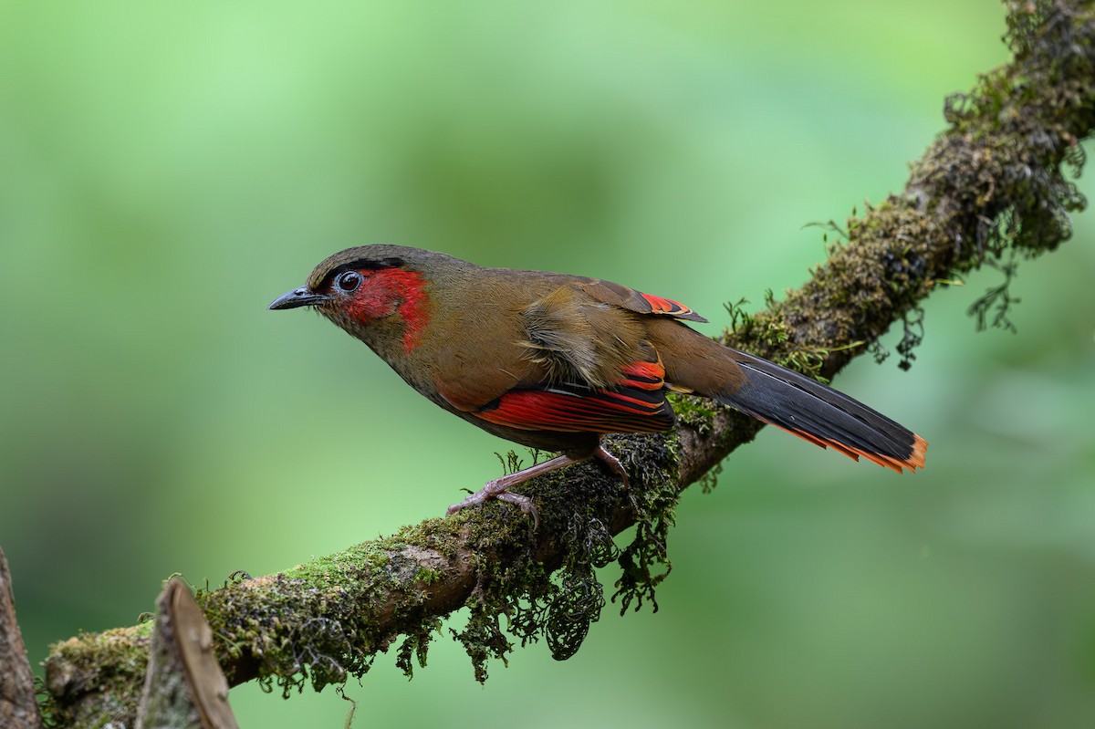 Red-faced Liocichla - ML617426558