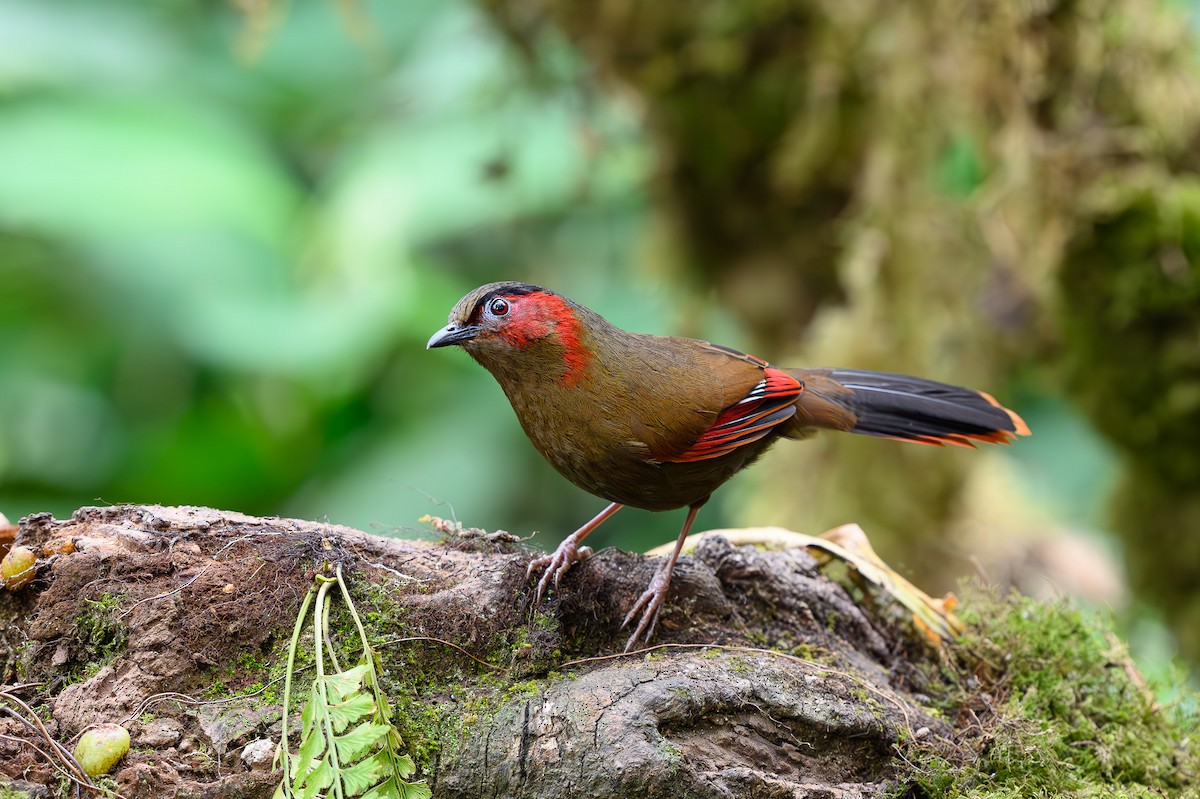 Red-faced Liocichla - ML617426561
