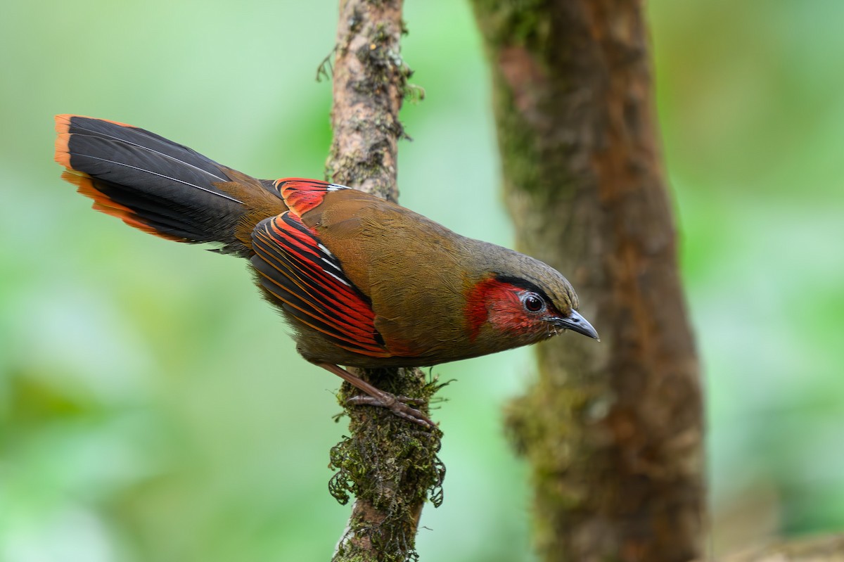 Red-faced Liocichla - ML617426568