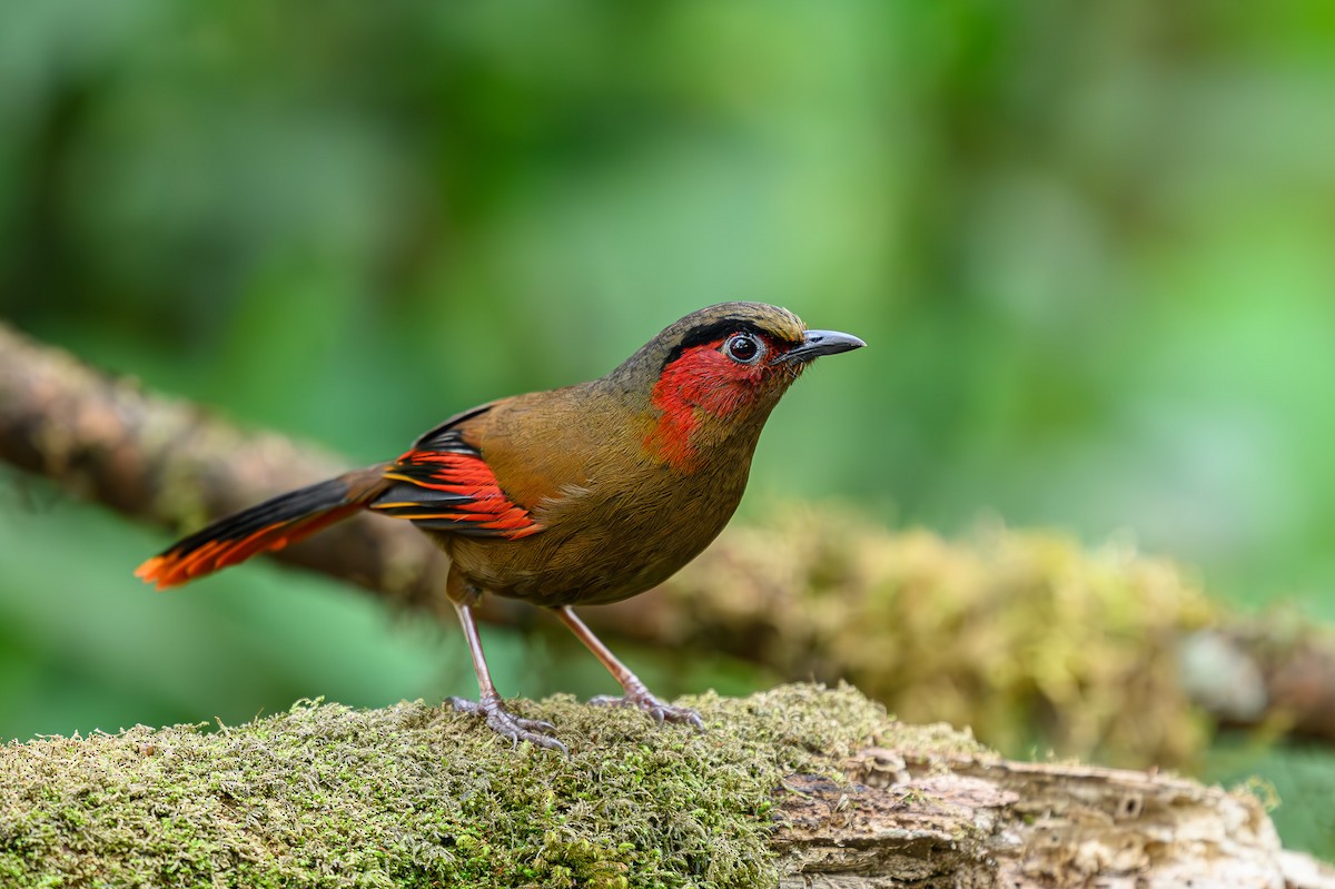 Red-faced Liocichla - ML617426571