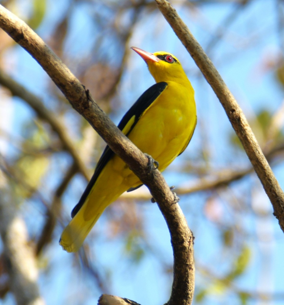 Indian Golden Oriole - Lathika Anoth