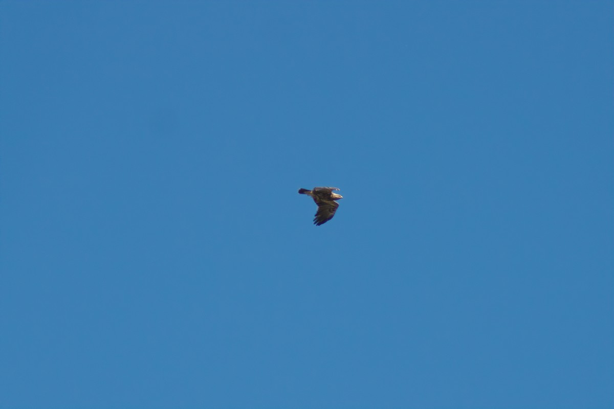 Lesser Spotted Eagle - ML617426830