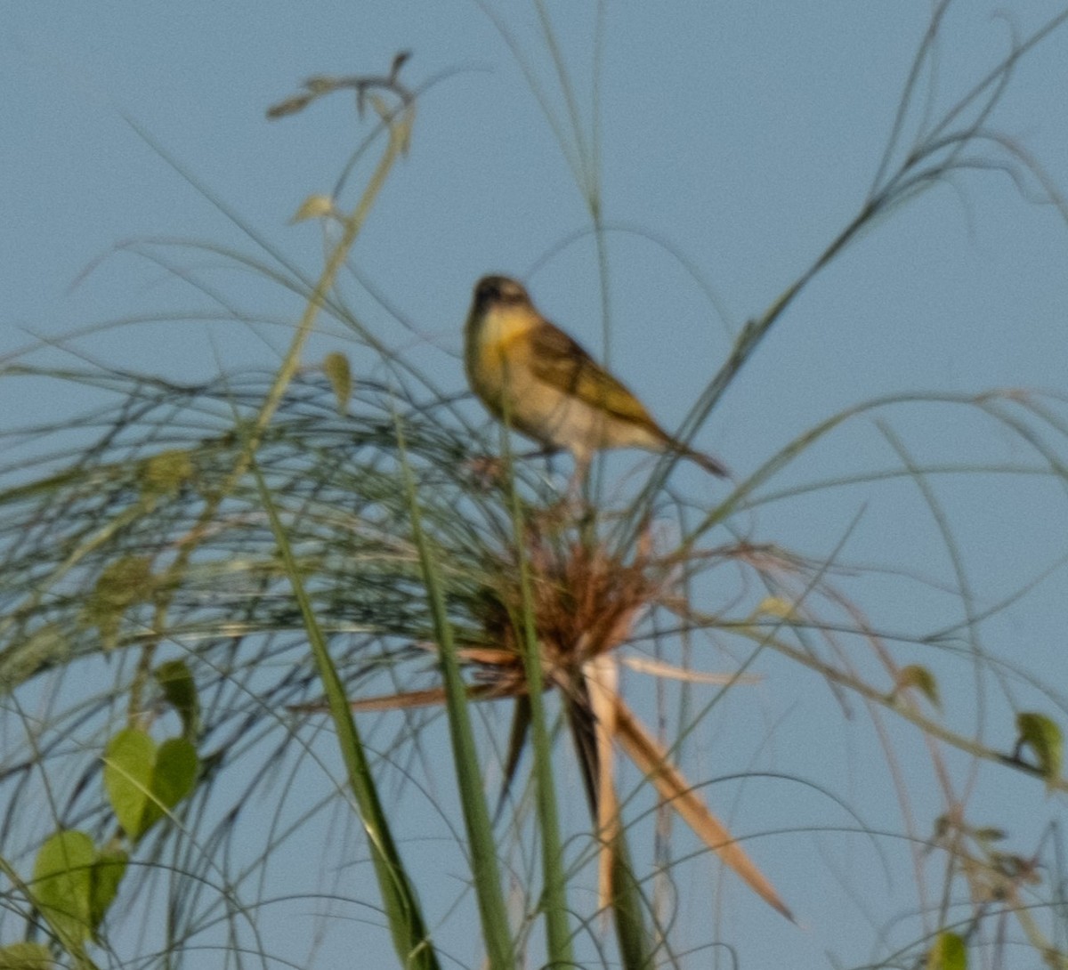 Southern Brown-throated Weaver - ML617426911