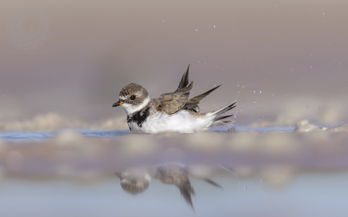 Semipalmated Plover - ML617426916