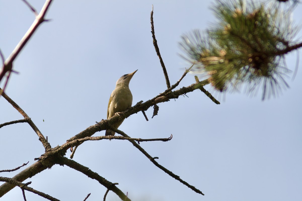 Gray-headed Woodpecker - Paul Hyde