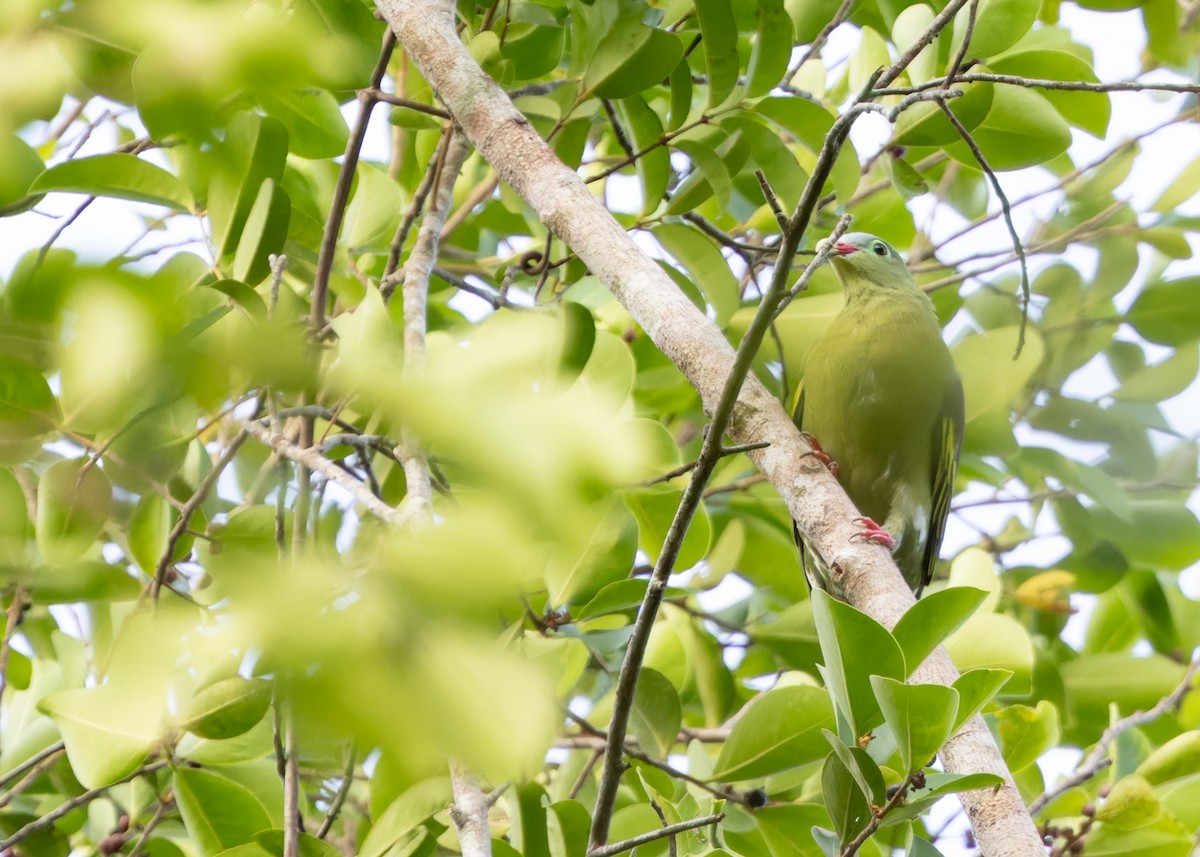 Thick-billed Green-Pigeon (Thick-billed) - ML617427060