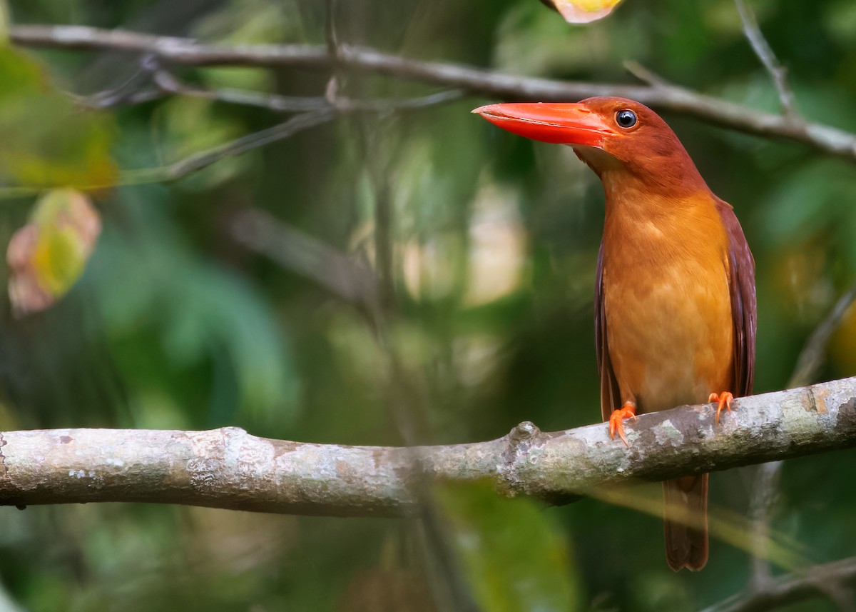 Ruddy Kingfisher - Ayuwat Jearwattanakanok