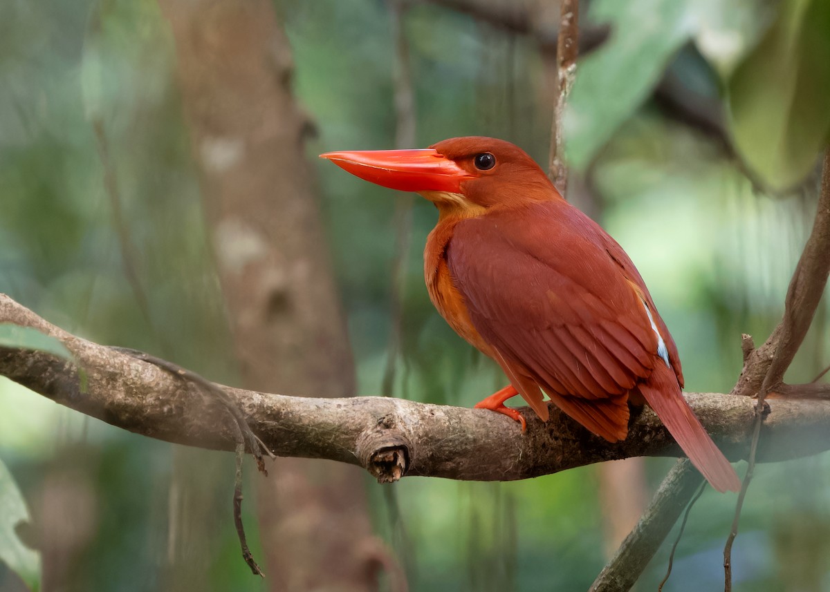Ruddy Kingfisher - Ayuwat Jearwattanakanok