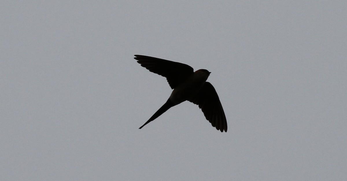 Red-rumped Swallow - ML617427129