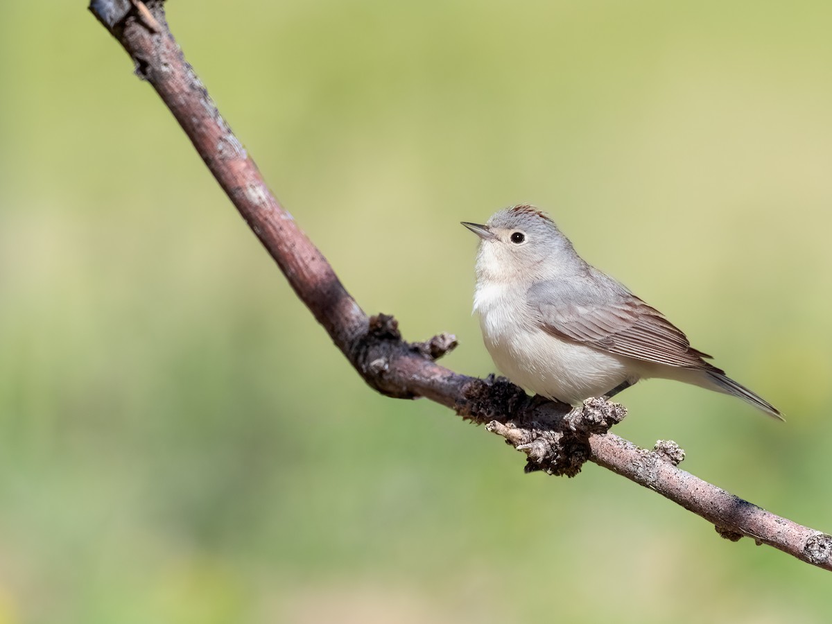 Lucy's Warbler - ML617427131