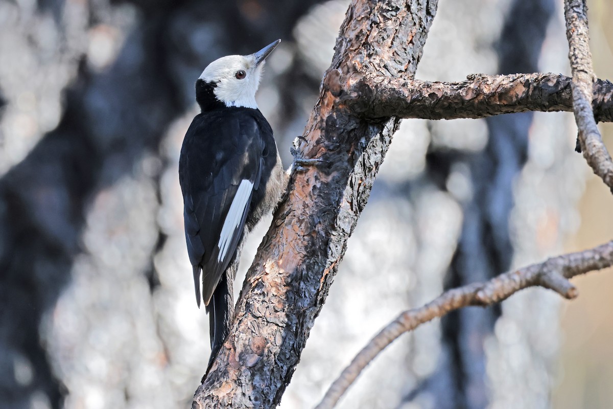 White-headed Woodpecker - ML617427174