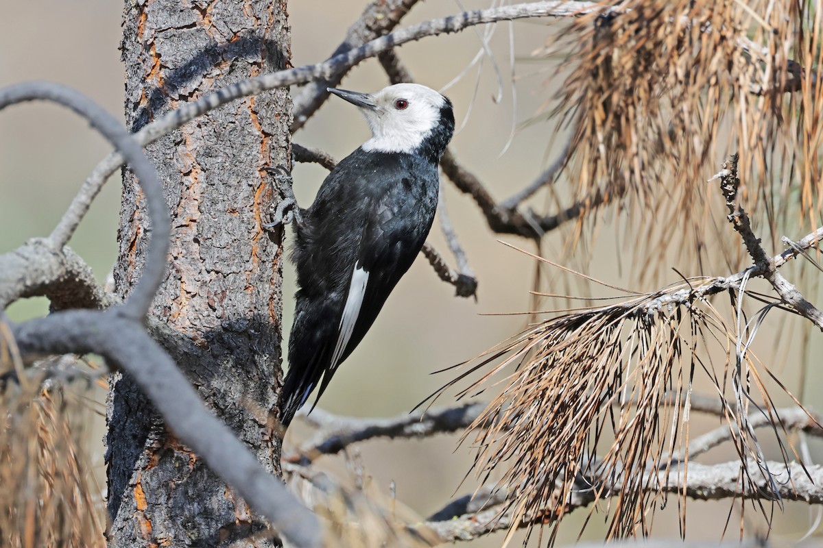 White-headed Woodpecker - Nathan Wall