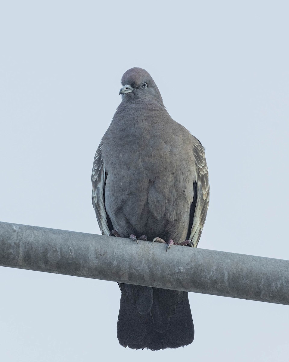 Spot-winged Pigeon (albipennis) - ML617427278