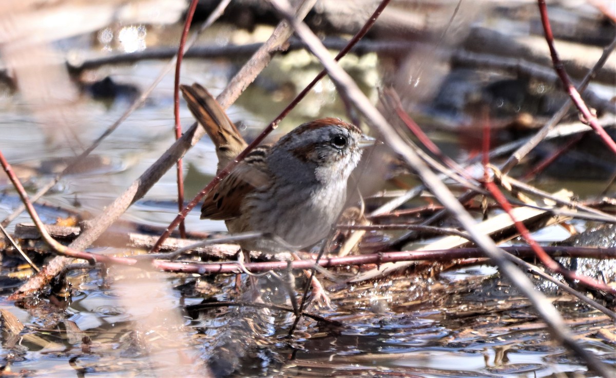 Swamp Sparrow - ML617427279