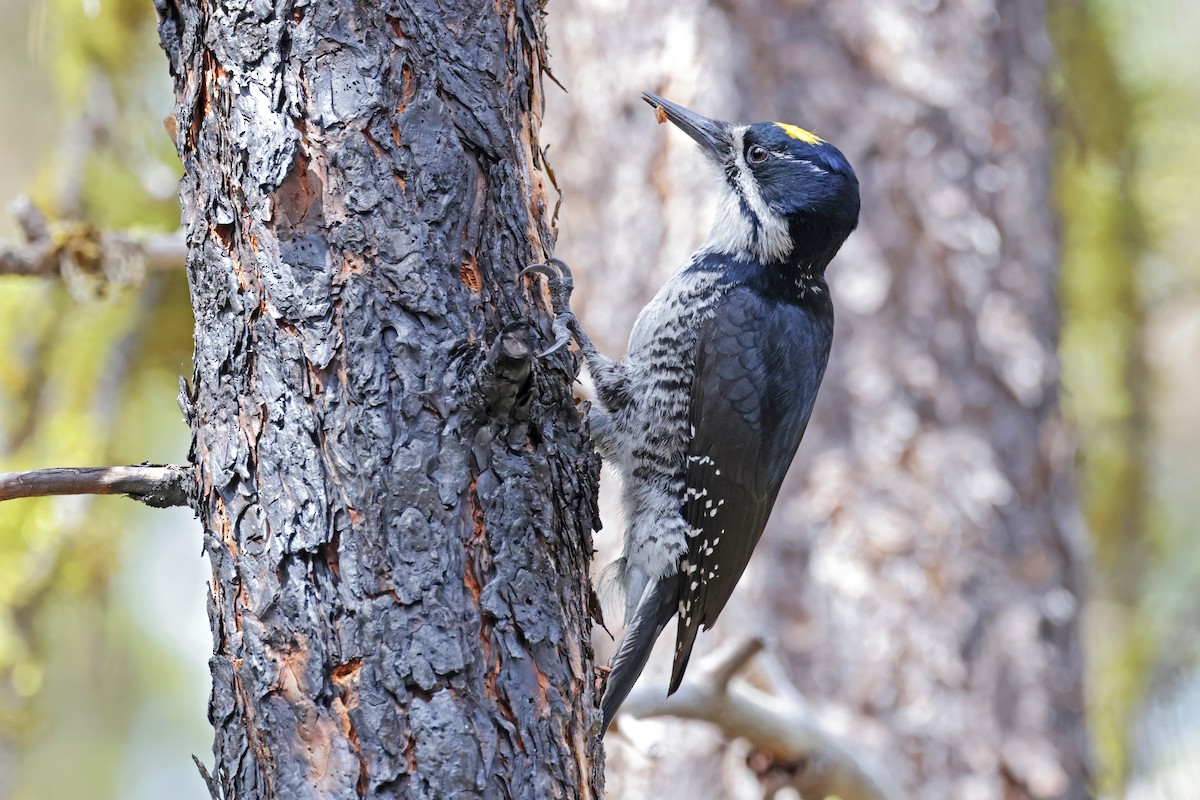 Black-backed Woodpecker - ML617427366