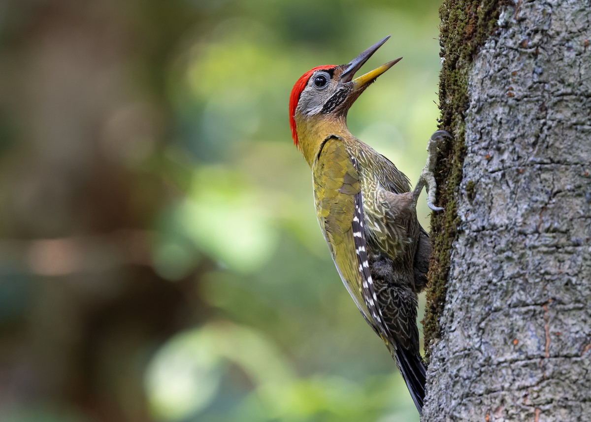Streak-breasted Woodpecker - ML617427368
