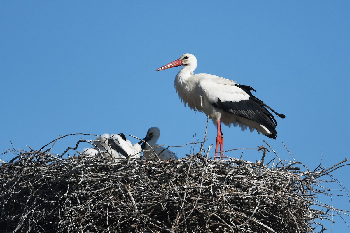 White Stork - ML617427414