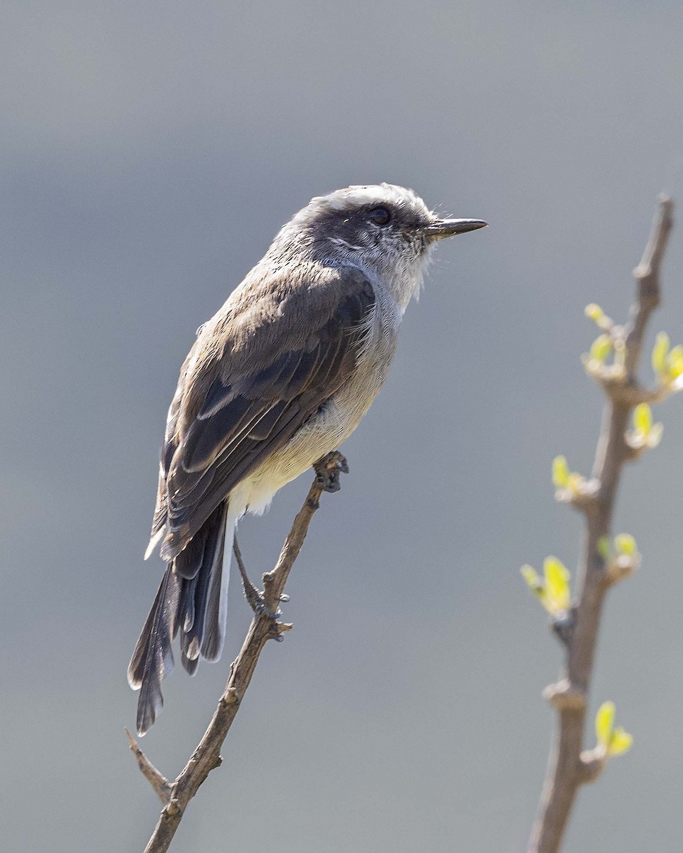 White-browed Chat-Tyrant - ML617427489