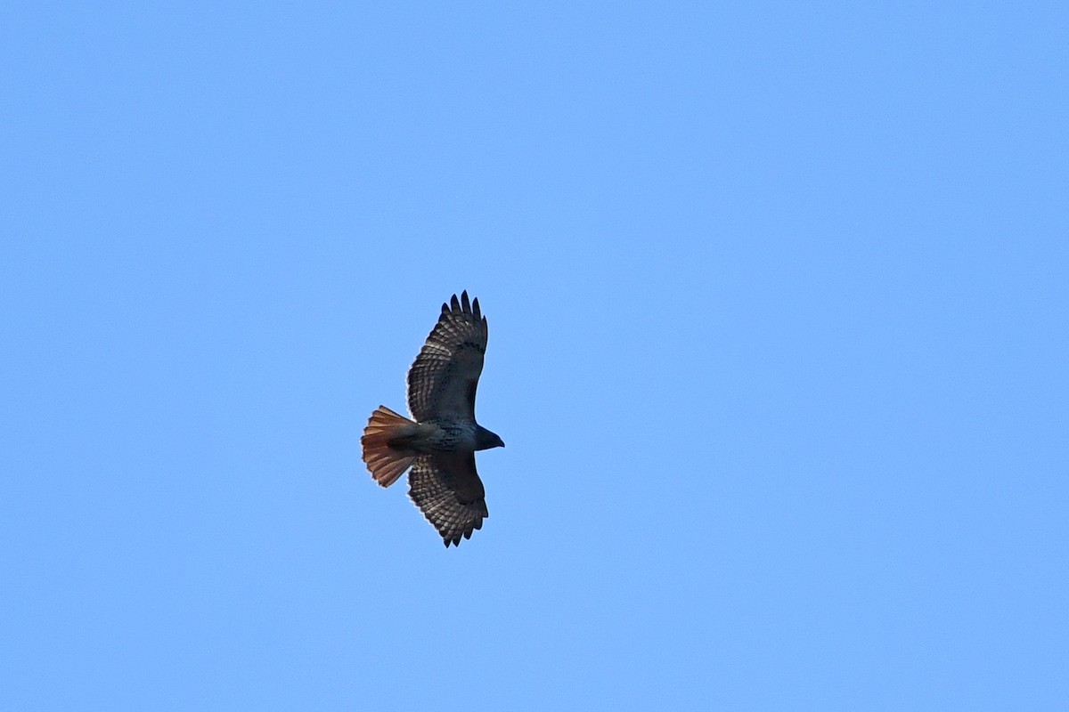 Red-tailed Hawk - Cristine Van Dyke