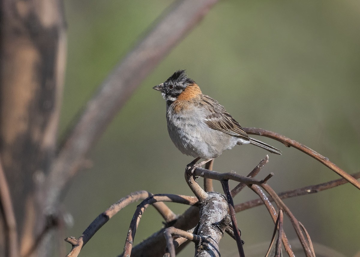 Rufous-collared Sparrow - ML617427549