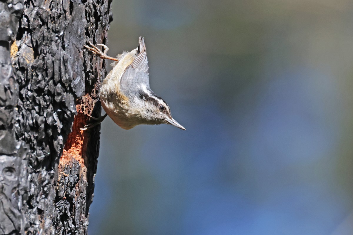 Red-breasted Nuthatch - ML617427554