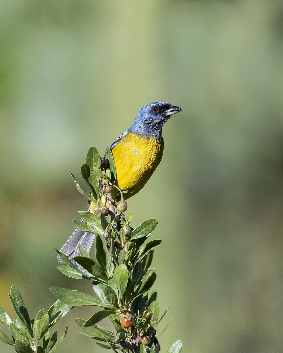 Blue-and-yellow Tanager - ML617427555
