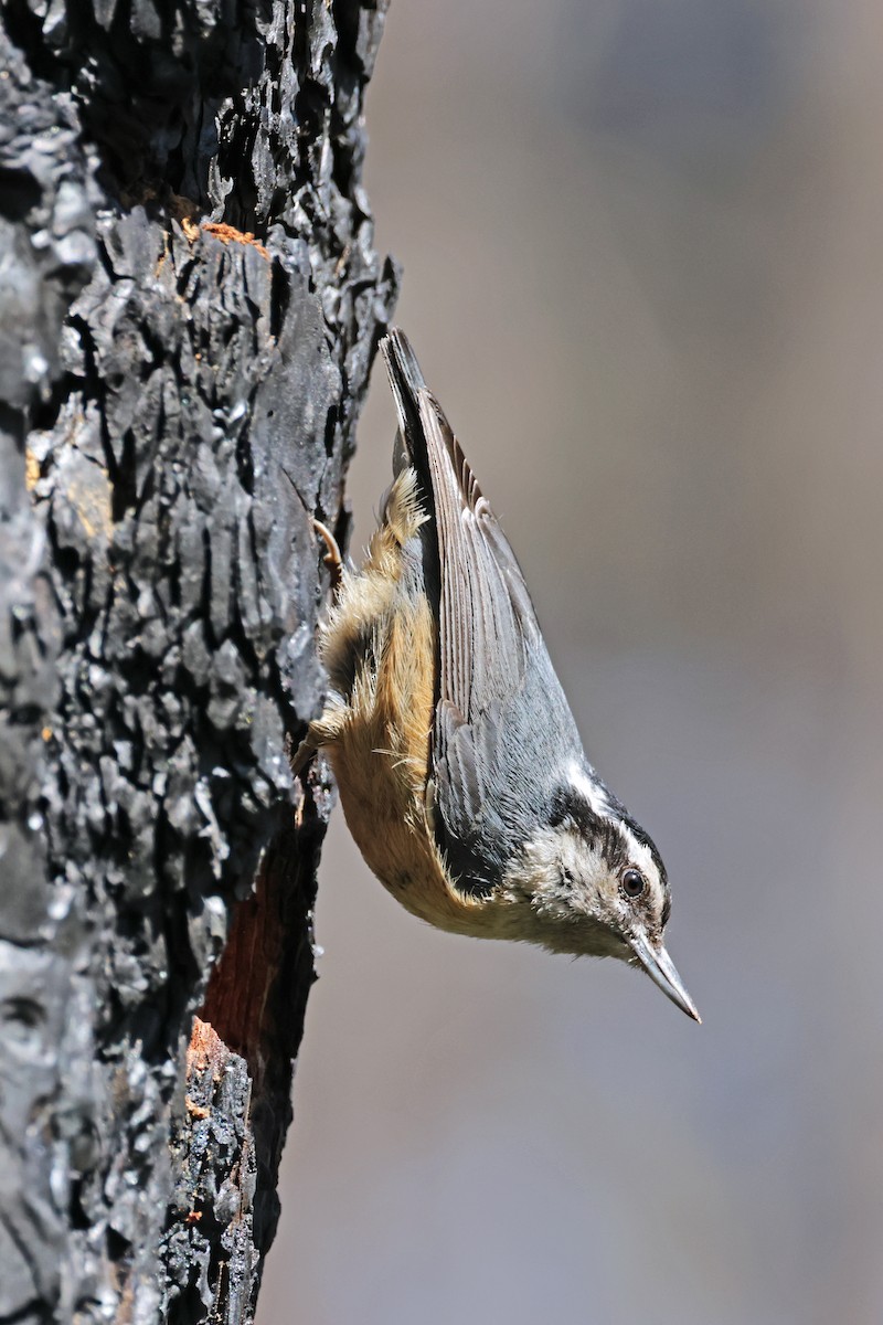 Red-breasted Nuthatch - Nathan Wall