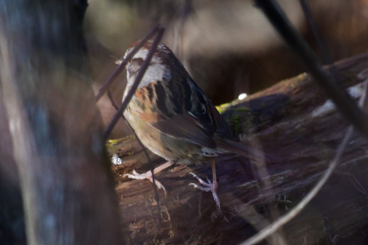 Swamp Sparrow - ML617427574