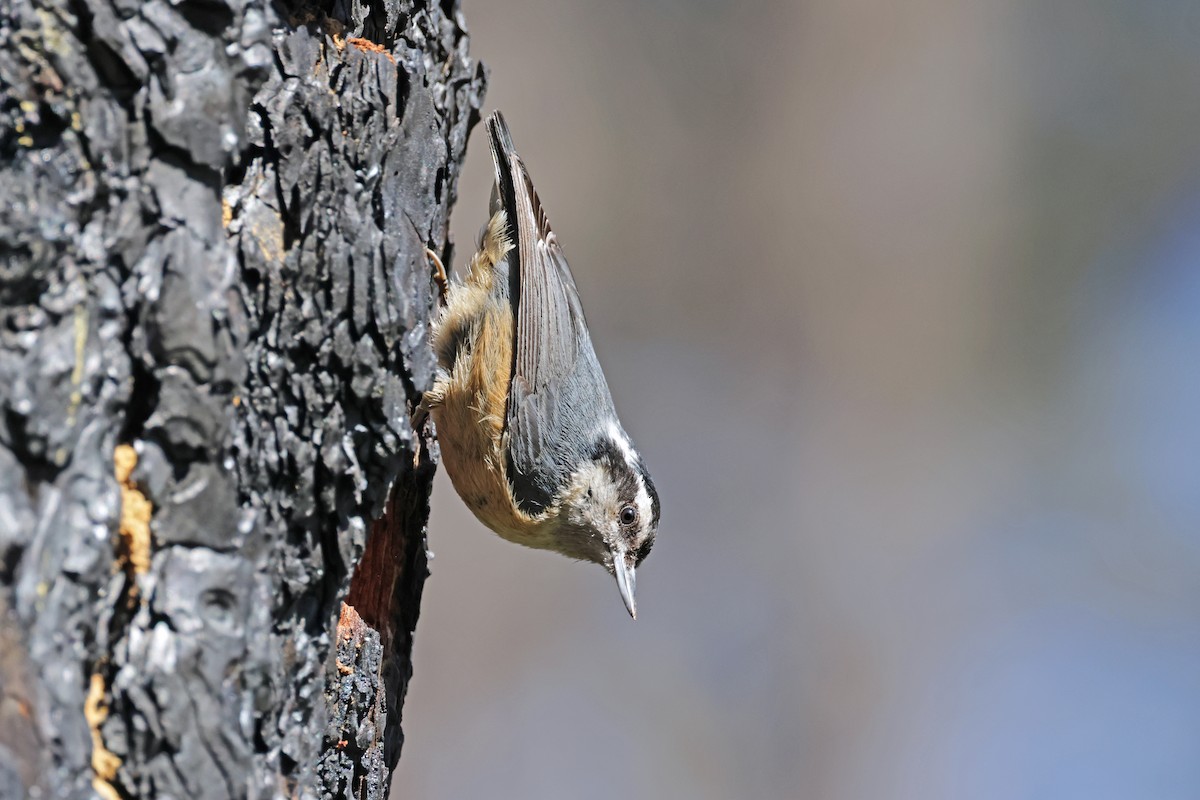 Red-breasted Nuthatch - Nathan Wall