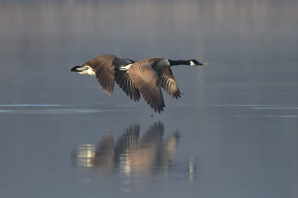 Canada Goose - Cristine Van Dyke