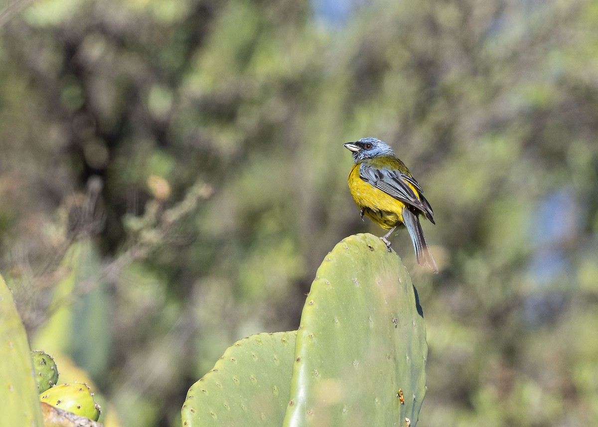 Blue-and-yellow Tanager - ML617427596