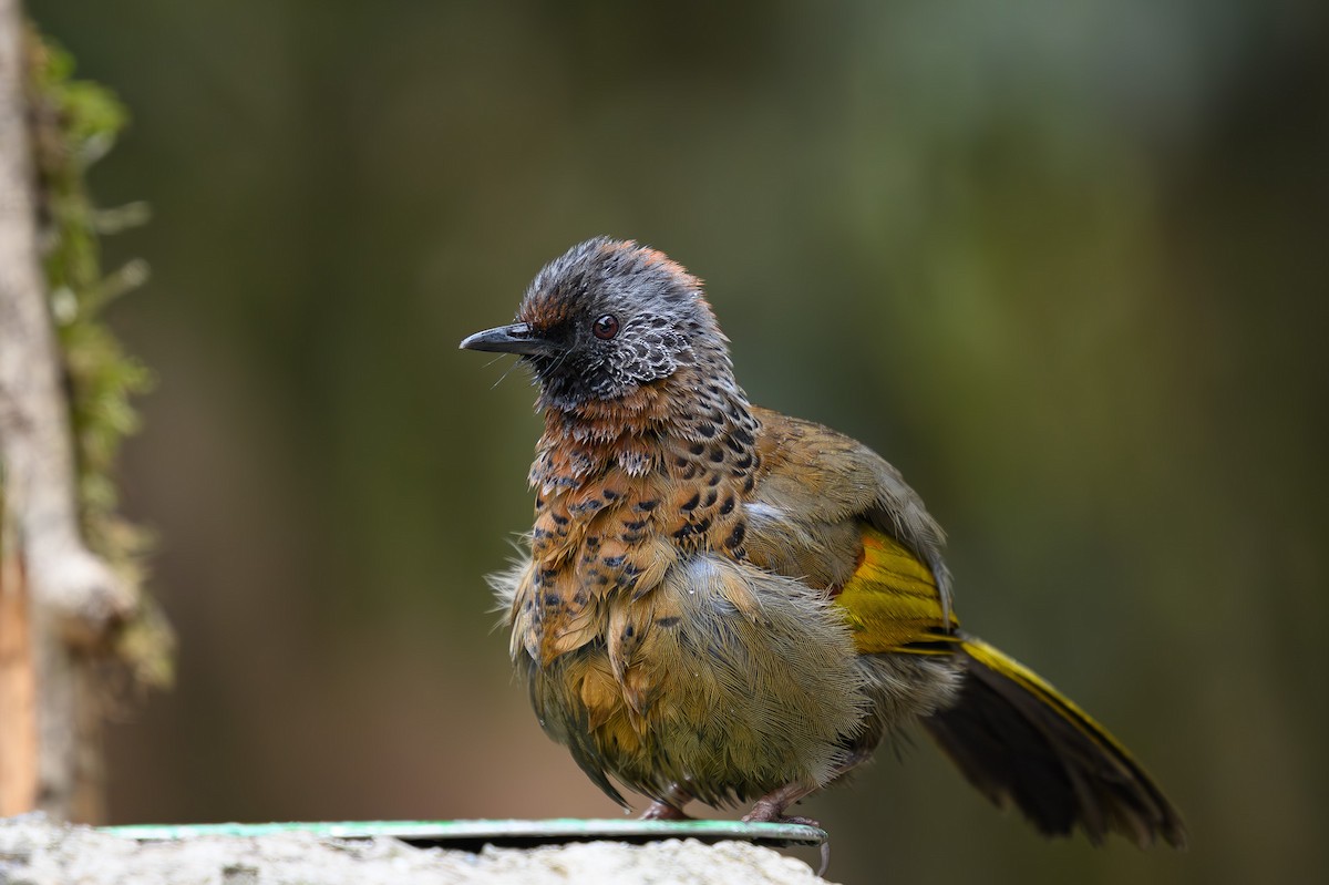 Chestnut-crowned Laughingthrush - ML617427637