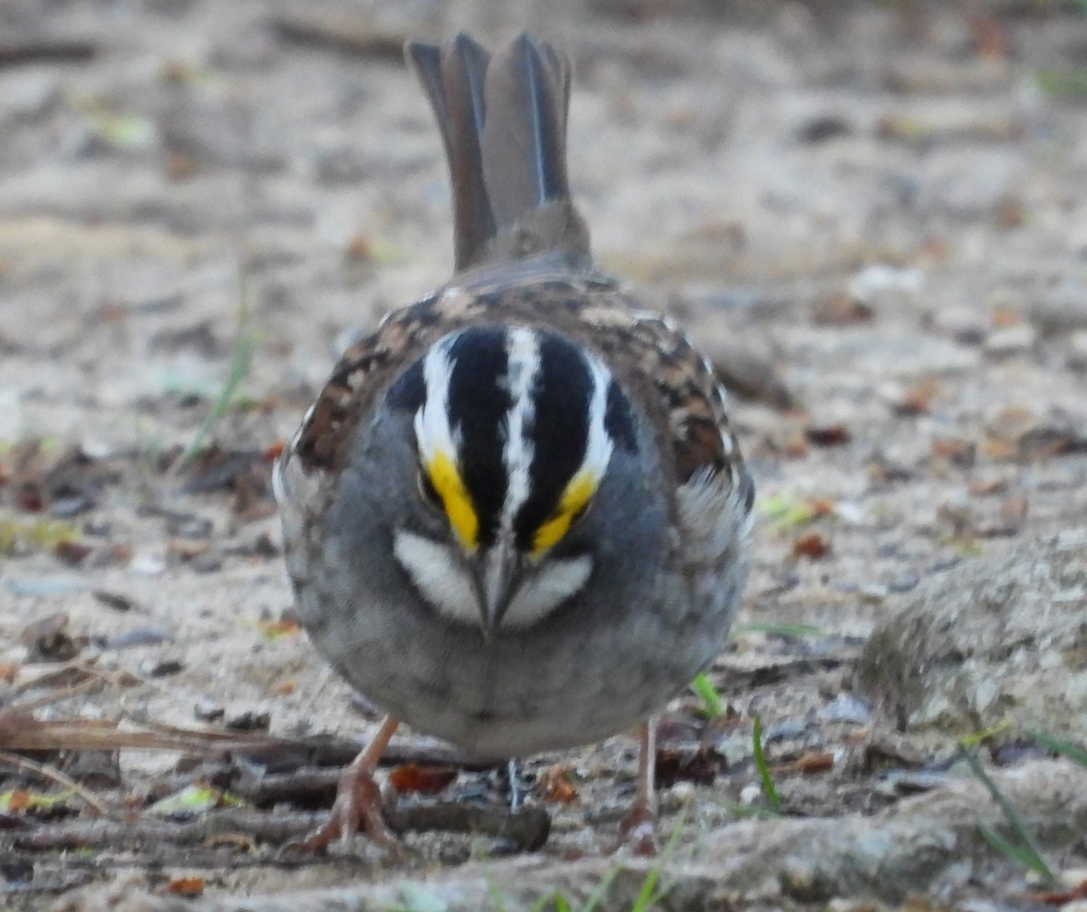 White-throated Sparrow - Brent Daggett