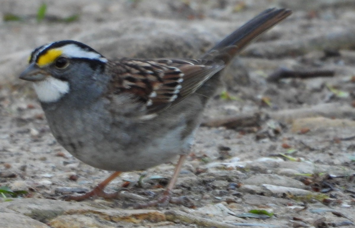White-throated Sparrow - ML617427669
