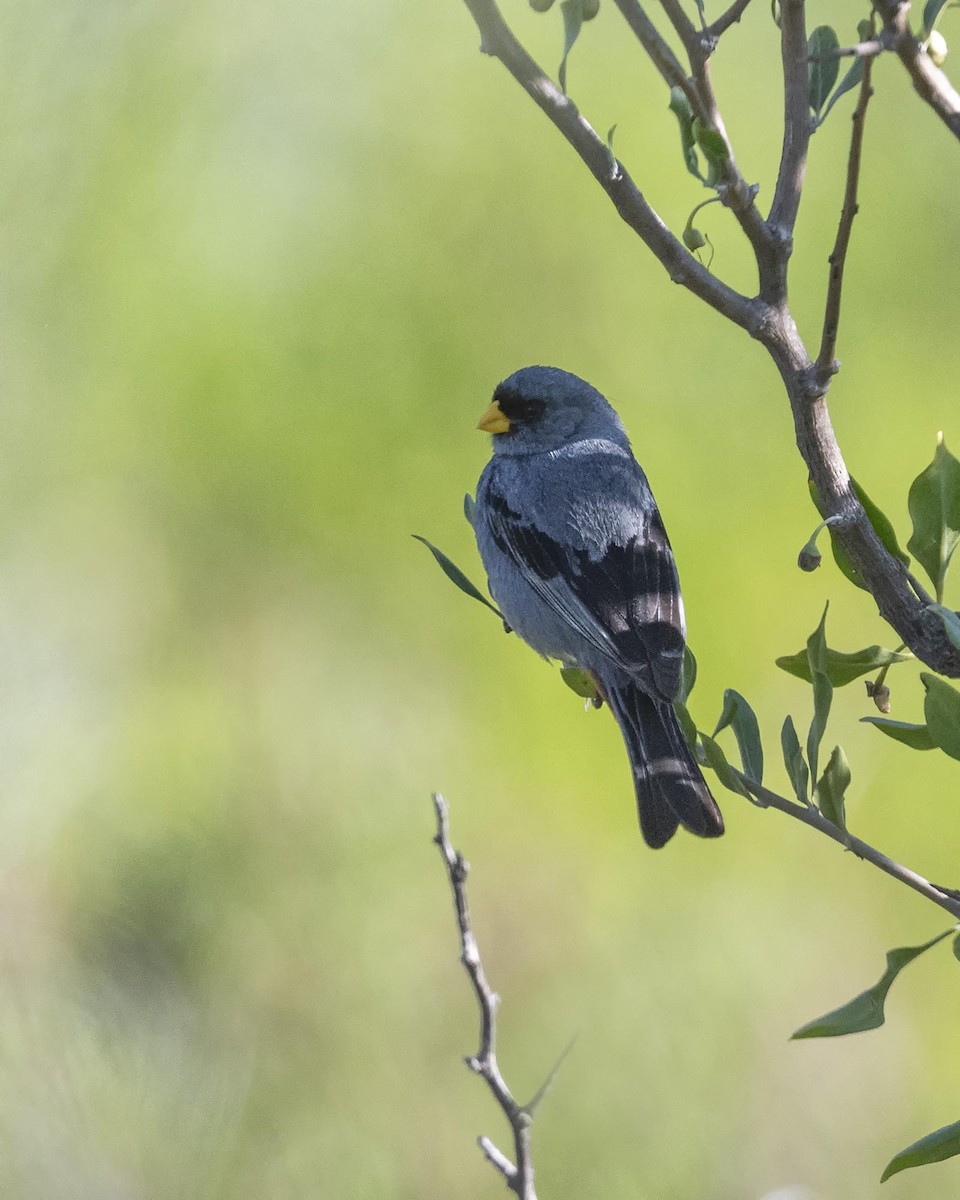 Band-tailed Seedeater - ML617427684