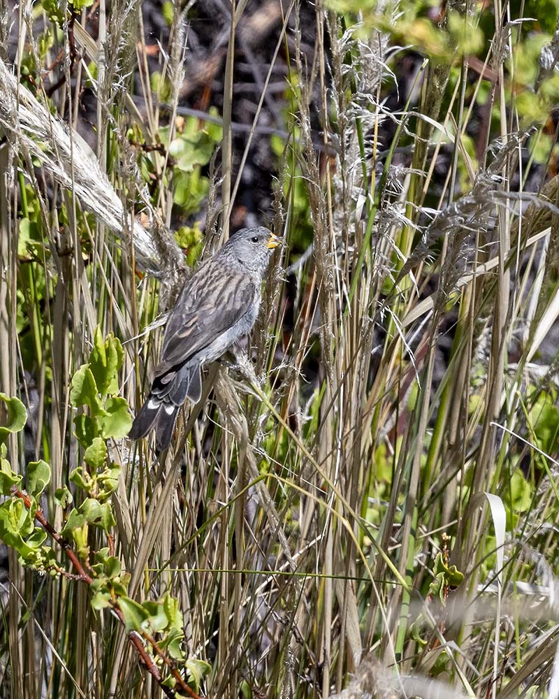Band-tailed Seedeater - ML617427691