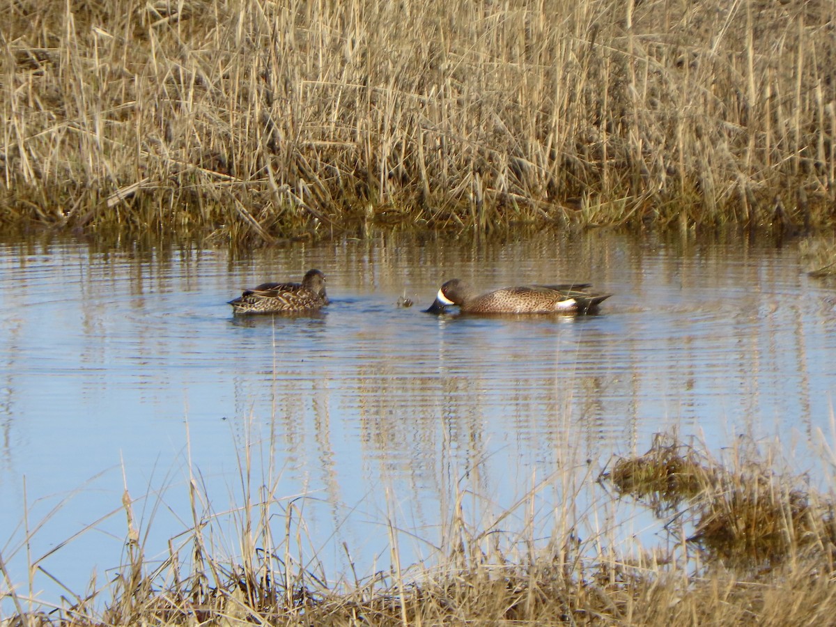 Blue-winged Teal - ML617427712